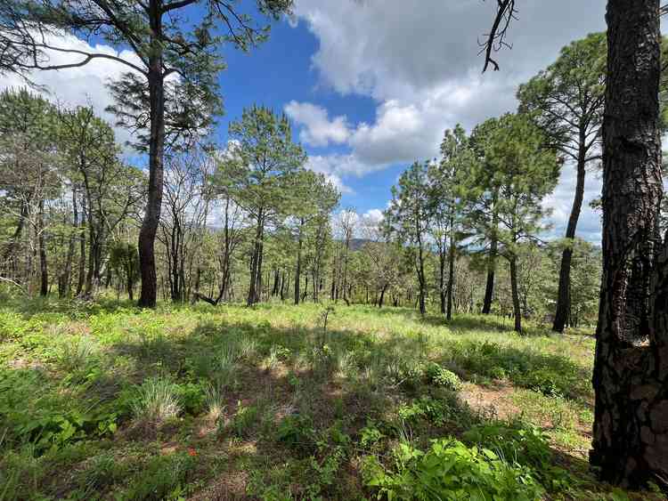 terreno en venta avenida conalep mazamitla centro mazamitla jalisco pZNyaYS